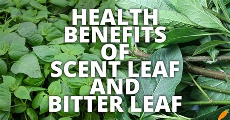 10 Potential Health Benefits Of Scent Leaf And Bitter Leaf