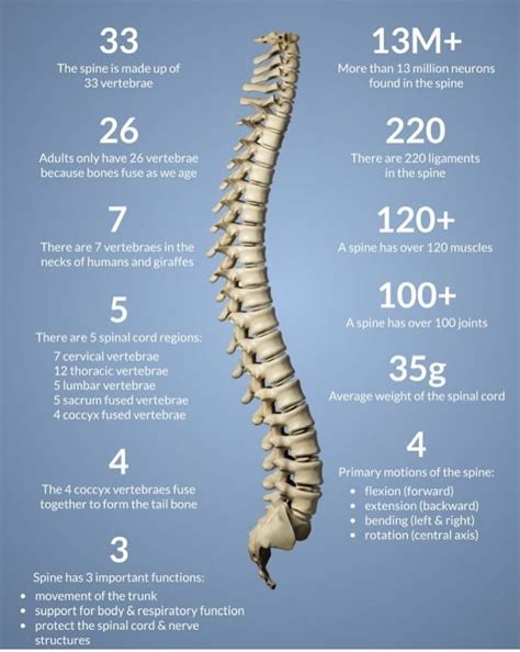 Oren Gottfried Md On Twitter Cool Spine And Spinal Cord Facts From