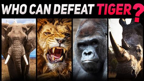 10 Animals That Could Defeat A Tiger New List Youtube