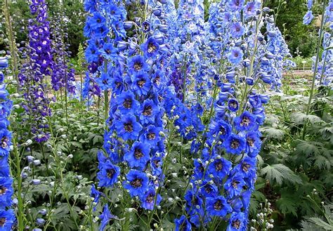 Hd Wallpaper Blue Larkspur Flowers Delphinium Bright Colorful Fresh Herbs Wallpaper Flare