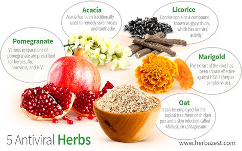 5 Antiviral Herbs Herbazest