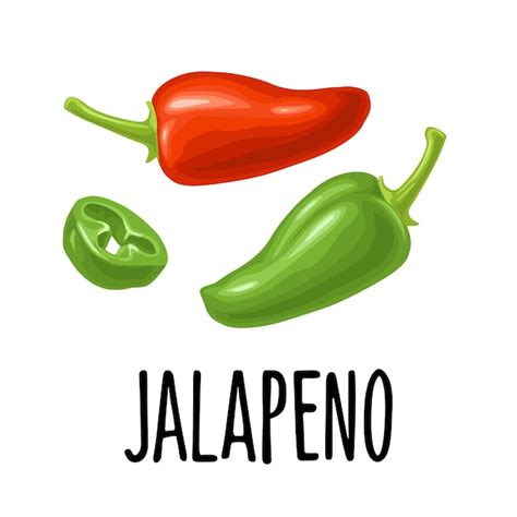 Ilustración de color de vector de jalapeño de pimiento entero y