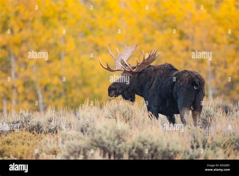 Bull Moose Aspen Trees Hi Res Stock Photography And Images Alamy