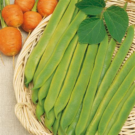 Runner Bean Hestia Dwarf Stringless Seeds Suttons