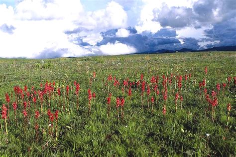 Kitulo National Park Togoro Tours