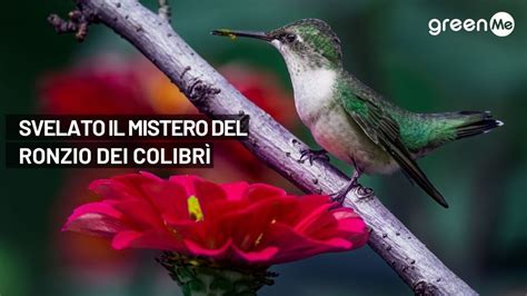 Svelato il mistero del ronzio del colibrì Video Dailymotion