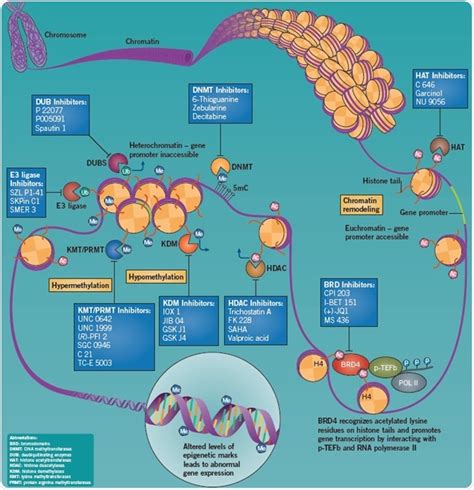 Exploring Epigenetics In Cancer