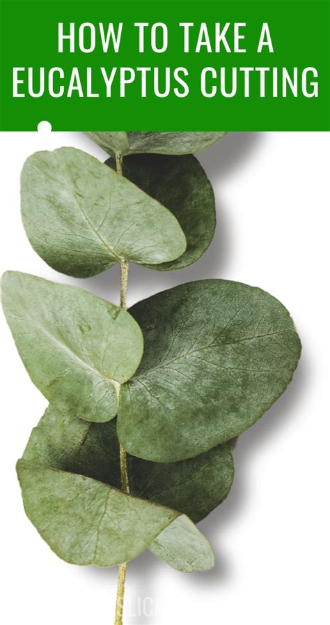 How To Grow Eucalyptus From Cuttings Artofit