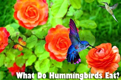 Natural Big View Hummingbirds What Do They Eat