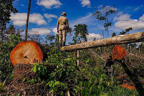 Desmatamento na Amazônia cresce e piora imagem do Brasil no mercado