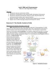 Lab5 DNA Chromosomes Sp21 Online 1 Docx 1 Pdf Lab 5 DNA And