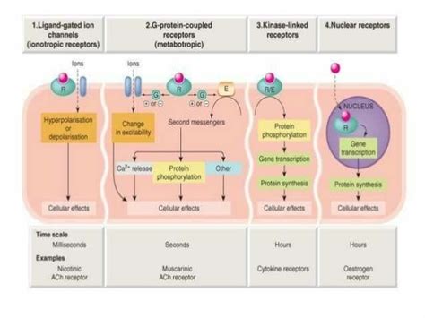 Adrenergic And Cholinergic Receptors In Blood Vessels Artofit