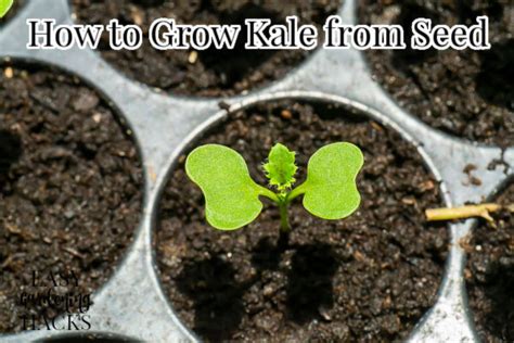 How To Grow Kale From Seed Easy Gardening Hacks™