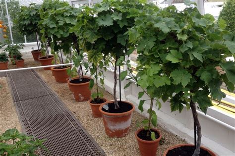 Grape Vines Grown As Standards In Pots Is It Practical An