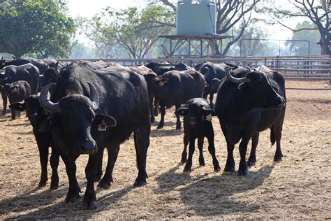 Ensuring Best Practice In The Buffalo Supply Chain Queensland