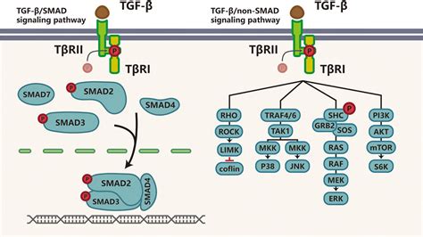 Frontiers Tgf Signaling And Resistance To Cancer Therapy