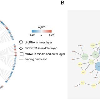 Constructed CircRNA MiRNA MRNA And Protein Protein Interaction