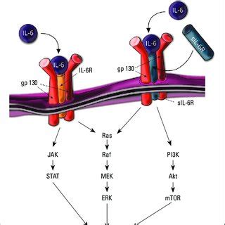 Downstream signaling of IL-6 IL-6R -interleukin-6 receptor; gp130... | Download Scientific Diagram