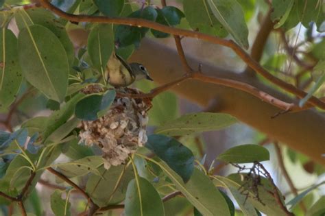 Cassins Vireo Nesting Pairlithia Park 2013 05 03at11 Flickr