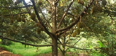 Kebun Durian Bawor Monthong Musang King Pekalongan Jawa Tengah Tanah