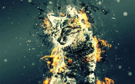 Fire Cat Wallpapers - Top Free Fire Cat Backgrounds - WallpaperAccess