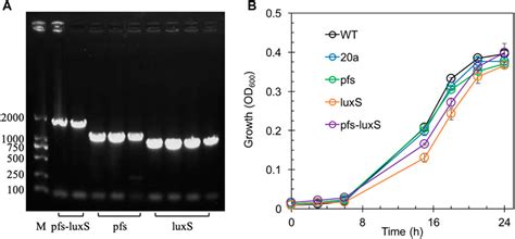 Frontiers Regulation Of Biofilm Formation In Zymomonas Mobilis To