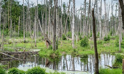 Białowieski Park Narodowy Galeria zdjęć TVP Info