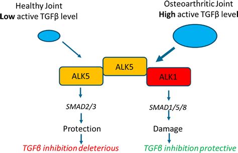 Inhibition of transforming growth factor β in osteoarthritis