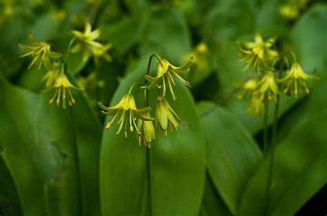 Bluebead Lily Clintonia Borealis Wildflowers And Ferns Of Sugarloaf