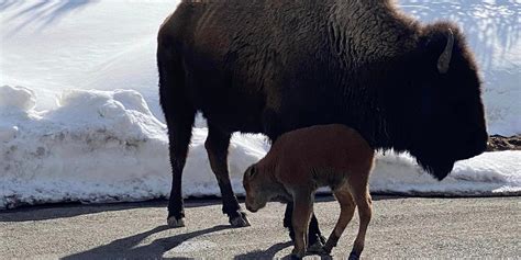 Bison calf holds up traffic in Yellowstone while watched over by herd ...