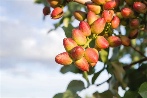 De dónde salen los pistachos Conoce el Pistacia vera de la que