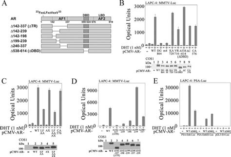 Melanoma Antigen A11 MAGE A11 Enhances Transcriptional Activity By