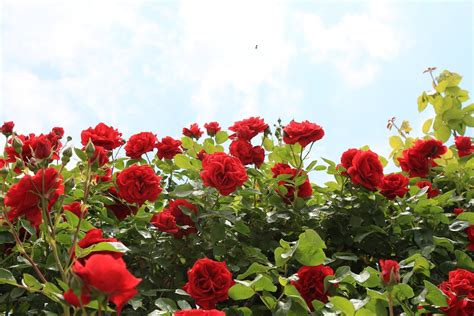 Roses Red Rose Branches Free Photo On Pixabay