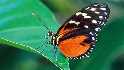 Brown Black Dots Lines Design Butterfly On Green Leaf Blur Background