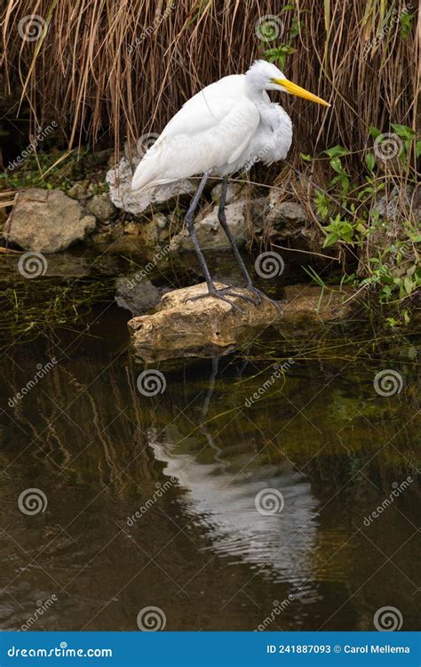 Close Up Great Egret In Florida Everglades Stock Image Image Of