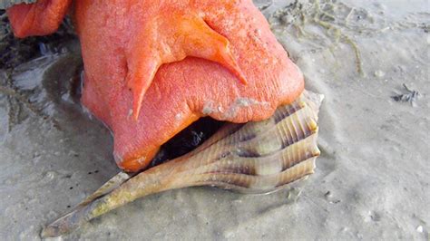 Triplofusus Giganteus Florida Horse Conch Youtube