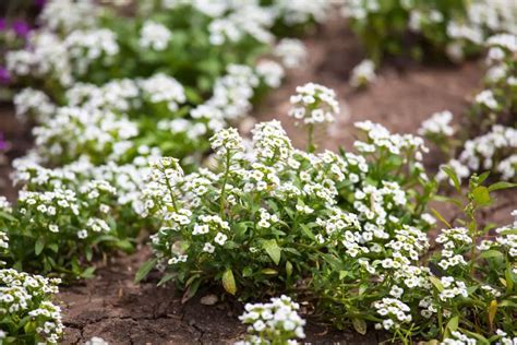 How To Plant Grow And Care For Sweet Alyssum Thegrowingleaf