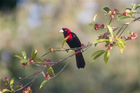 Crimson Collared Tanager From El Bosque De La Lomita Palenque