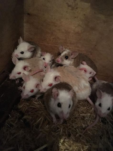 30 Multis African Soft Fur Rats For Sale In Sunderland Tyne And