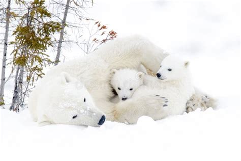 M E Do Urso Polar Dois Filhotes Foto De Stock Imagem De Mentira