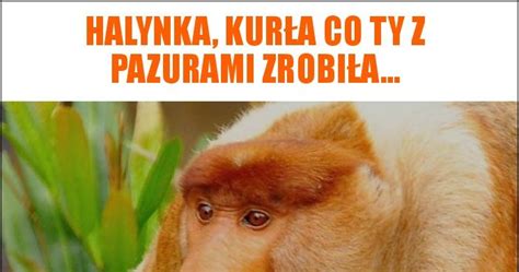 Halynka kurła co ty z pazurami zrobiła memy gify i śmieszne