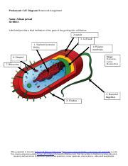 Prokaryotic-Cell-Diagram-Homework-Assignment.doc - Prokaryotic Cell ... 