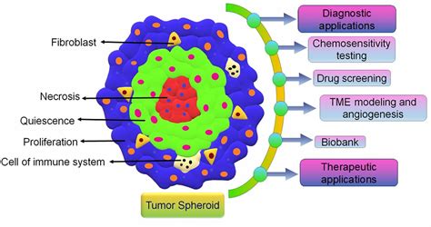 Cancers Free Full Text Three Dimensional In Vitro Tumor Spheroid Models For Evaluation Of