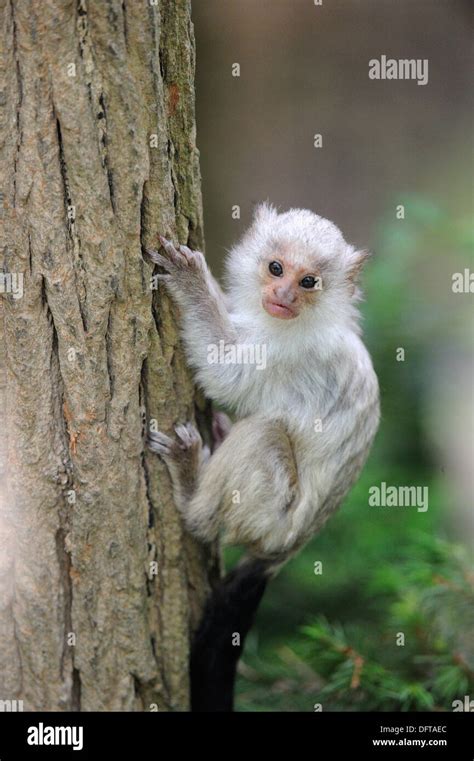 Silvery marmoset Callithrix argentata baby, captive Stock Photo - Alamy