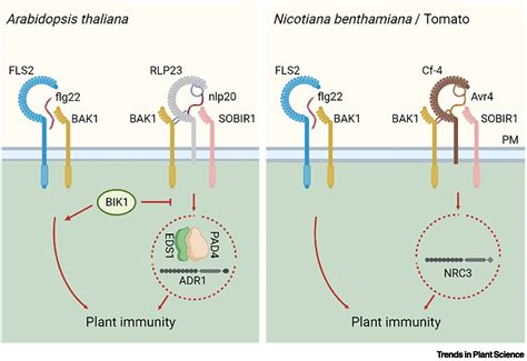 Immune Signaling Receptor Like Proteins Make The Difference Trends In