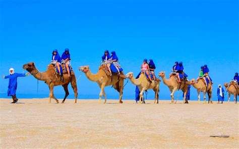 Outback Camel Safari In Cabo San Lucas Posada Real