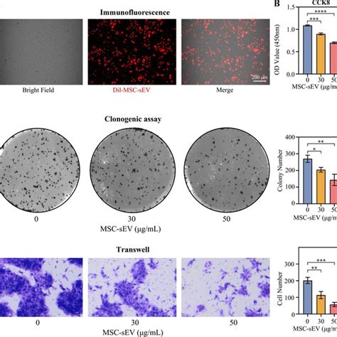 MSC SEV Are Absorbed By CaSki Cells And Inhibited Cell Viability