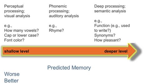 Long Term Memory Process Flashcards Quizlet