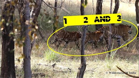 T39 Noor Tigress With Cubs Ranthambore Tiger Sighting YouTube