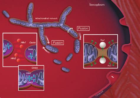 The Dynamic Nature Of The Mitochondrial Network In Skeletal Muscle